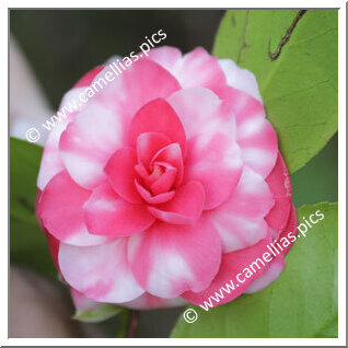 Camellia Japonica 'Carlotta Papudoff'