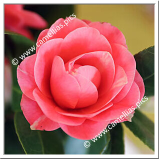 Camellia Japonica 'Carlotta Pisani'