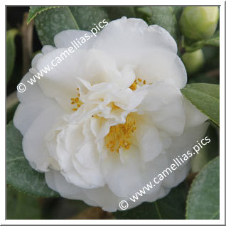 Camellia Hybride C.x williamsii 'E.T.R. Carlyon'