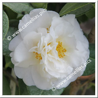 Camellia Hybrid C.x williamsii 'E.T.R. Carlyon'