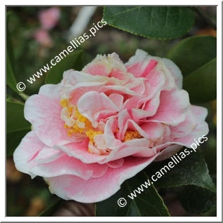 Camellia Japonica 'Carnival Princess'