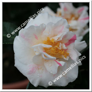 Camellia Japonica 'Carol Lynn'