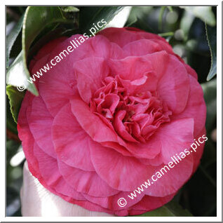 Camellia Japonica 'Carolina Araldi'