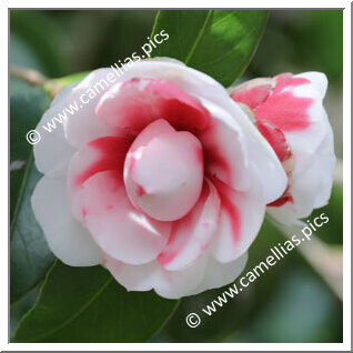 Camellia Japonica 'Carolina Celesia'