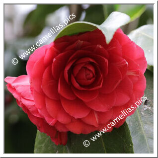 Camellia Japonica 'Carolina Franzini'