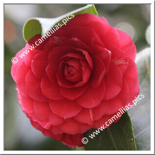 Camellia Japonica 'Carolina Franzini'