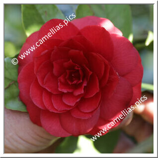 Camellia Japonica 'Carolina Franzini'