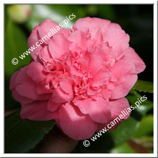 Camellia Japonica 'Carolyn Tuttle '