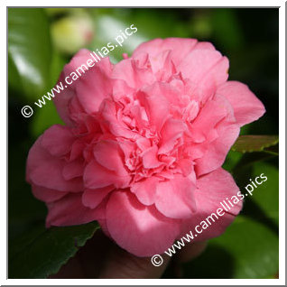 Camellia Japonica 'Carolyn Tuttle '