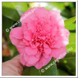 Camellia Japonica 'Carolyn Tuttle '