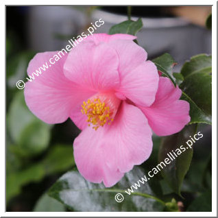 Camellia Hybrid C.x williamsii 'Carolyn Williams'