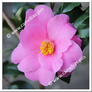 Camellia Hybride C.x williamsii 'Carolyn Williams'