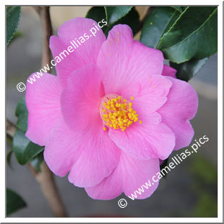 Camellia Hybride C.x williamsii 'Carolyn Williams'