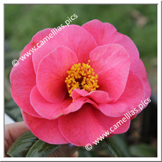 Camellia Japonica 'Carquefou'