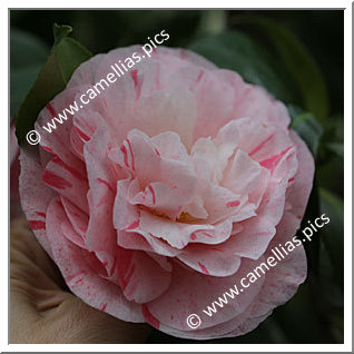 Camellia Japonica 'Carter's Sunburst'