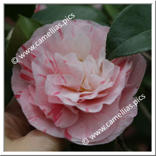 Camellia Japonica 'Carter's Sunburst'