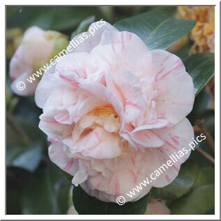 Camellia Japonica 'Caryophylloides'