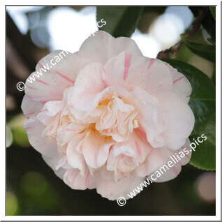 Camellia Japonica 'Caryophylloides'