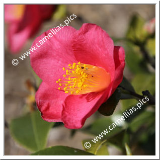 Camellia Japonica 'Casa Lozze'