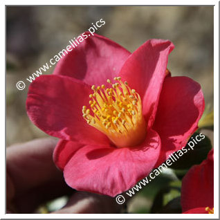 Camellia Japonica 'Casa Lozze'