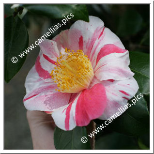 Camellia Japonica 'Casimir'