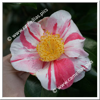 Camellia Japonica 'Casimir'