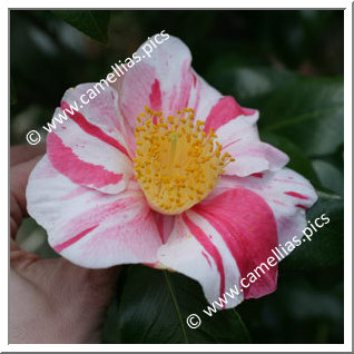 Camellia Japonica 'Casimir'