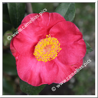 Camellia Japonica 'Casimir Rubra'