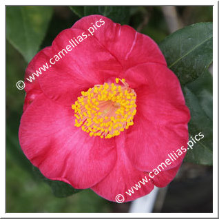 Camellia Japonica 'Casimir Rubra'