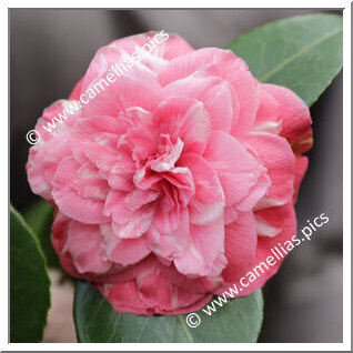 Camellia Japonica 'Castagnola'