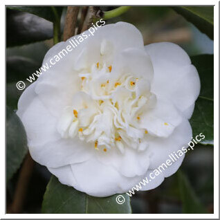 Camellia Japonica 'Castiglioni'