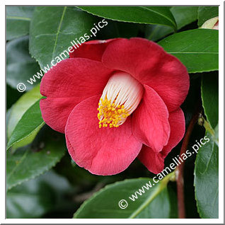 Camellia Japonica 'Cathelineau'