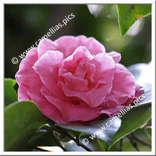 Camellia Japonica 'Catherine McCown'