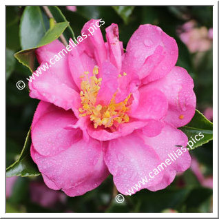 Camellia Sasanqua 'Cécile Crézé'