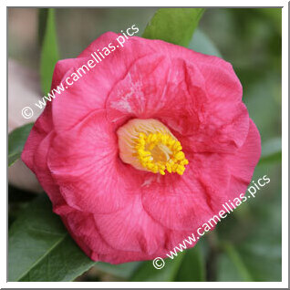 Camellia Japonica 'Ceineray'