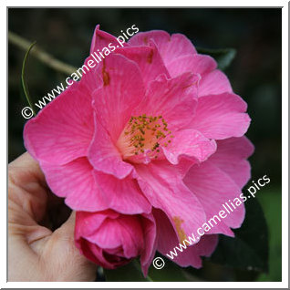 Camellia Hybride C.x williamsii 'Celebration '