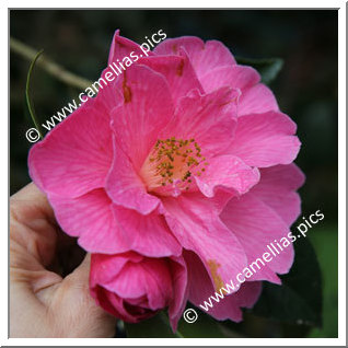 Camellia Hybrid C.x williamsii 'Celebration '