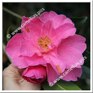 Camellia Hybrid C.x williamsii 'Celebration '