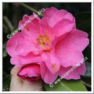 Camellia Hybride C.x williamsii 'Celebration '