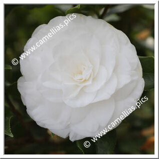 Camellia Japonica 'Centifolia Alba'