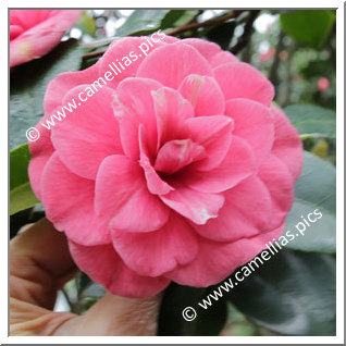 Camellia Japonica 'Cesare Franchetti'