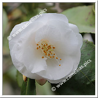 Camellia Hybrid 'CF. 44'