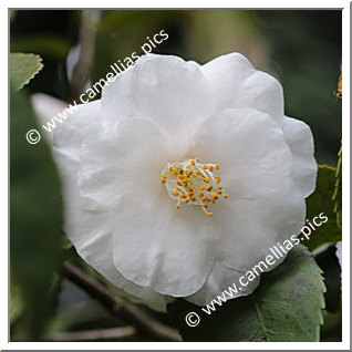 Camellia Hybrid 'CF. 44'