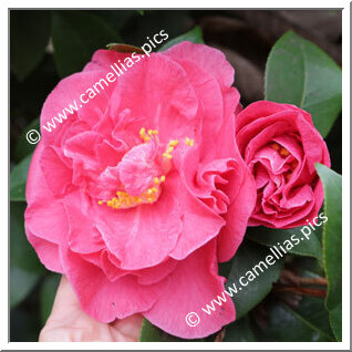 Camellia Japonica 'Chameleon'