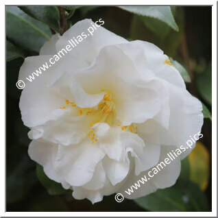 Camellia Japonica 'Chameleon'