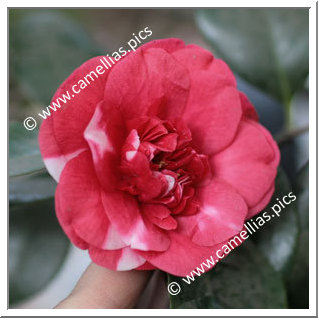 Camellia Japonica 'Chandleri'