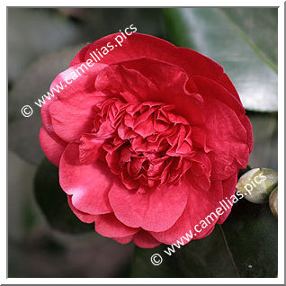 Camellia Japonica 'Chandleri'