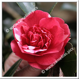 Camellia Japonica 'Chandleri'