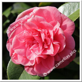 Camellia Japonica 'Chanoine Louis Larose'