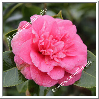 Camellia Japonica 'Chanoine Louis Larose'